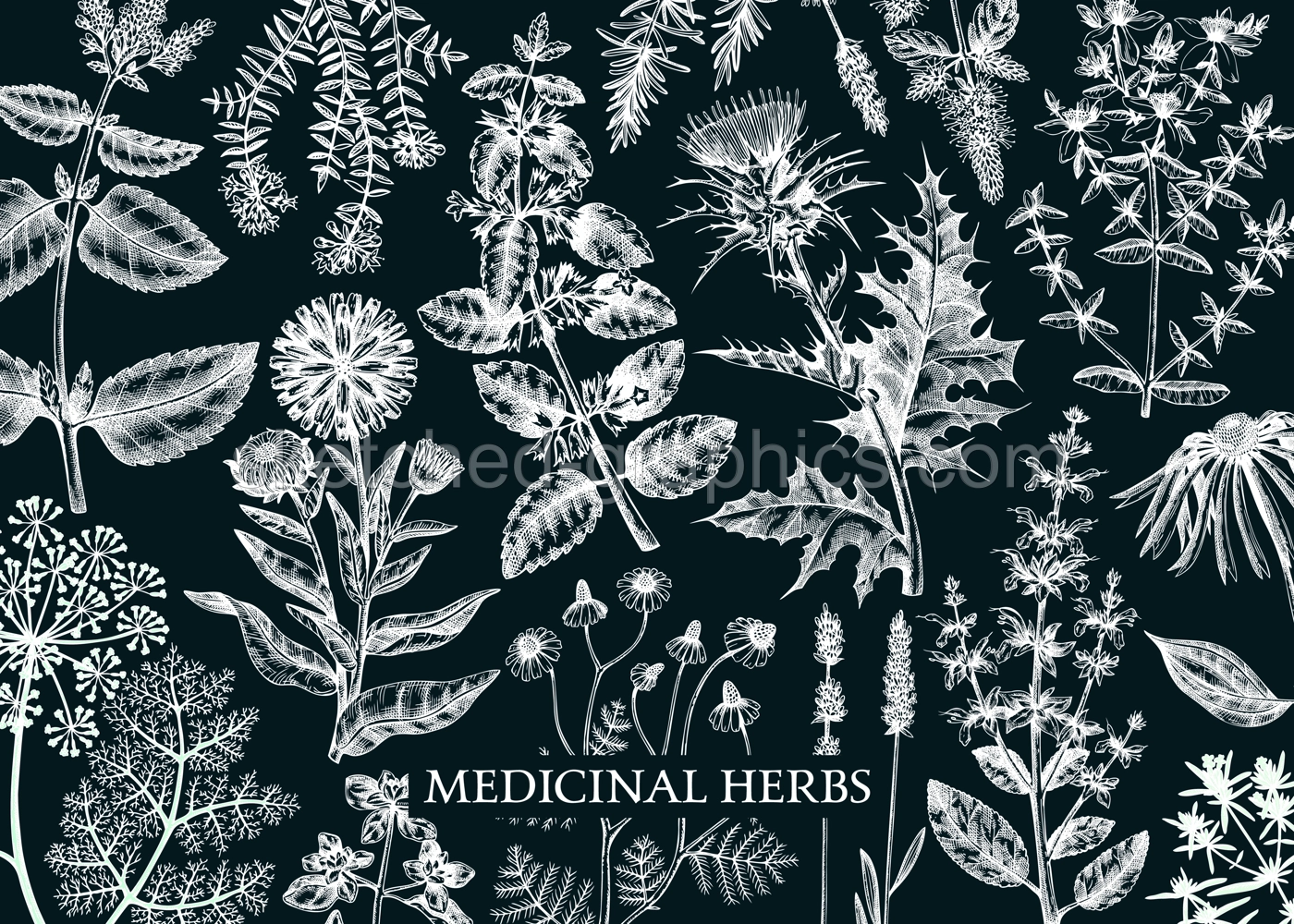 Vintage herbs background on chalkboard. Aromatic plants, medicinal flowers, perfume and cosmetic products, herbal tea ingredients in sketch style. Vector banner design, print, label Illustration